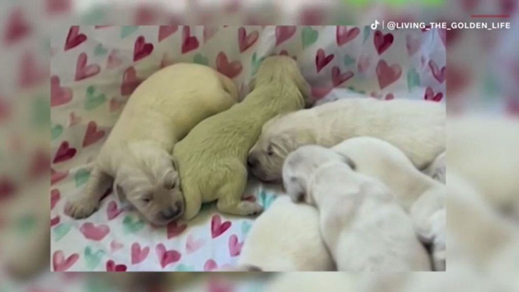 Shamrock's owner, Carole DeBruler of Golden Treasures Kennel, shared the puppy's story on TikTok, where it quickly gained millions of views. (TikTok: LIVING_THE_GOLDEN_LIFE)