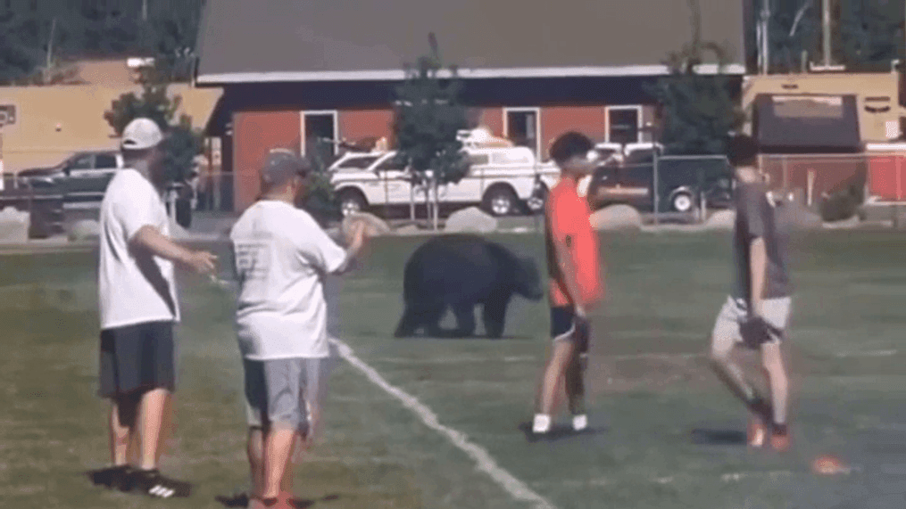 A black bear runs through football practice in Truckee. (Courtesy: Truckee High School)