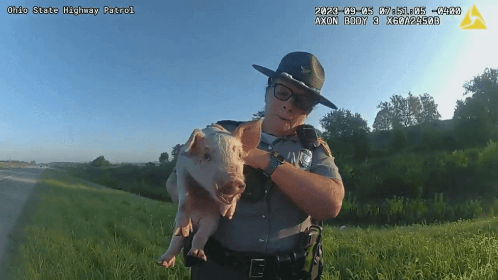 Troopers with the Ohio State Highway Patrol stopped to rescue a pig that fell onto US-35  from a transport. Sept. 7, 2023. (OSHP)