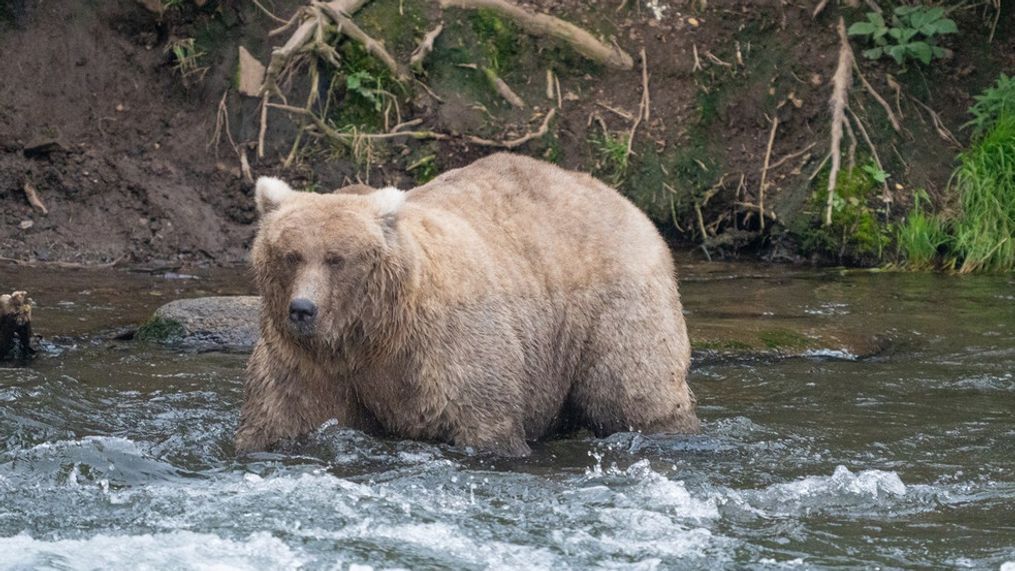 Fat Bear Week candidate 128 and winner, Grazer. (National Park Service)