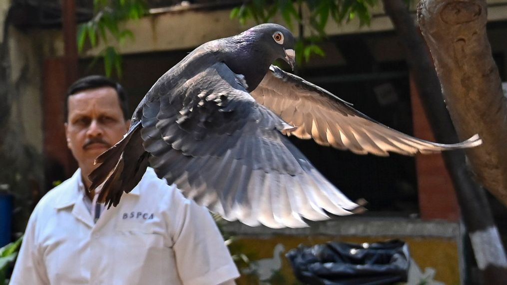 A pigeon that was captured eight months back near a port after being suspected to be a Chinese spy, is released at a vet hospital in Mumbai, India, Tuesday, Jan. 30, 2024. (Anshuman Poyrekar/Hindustan Times via AP)