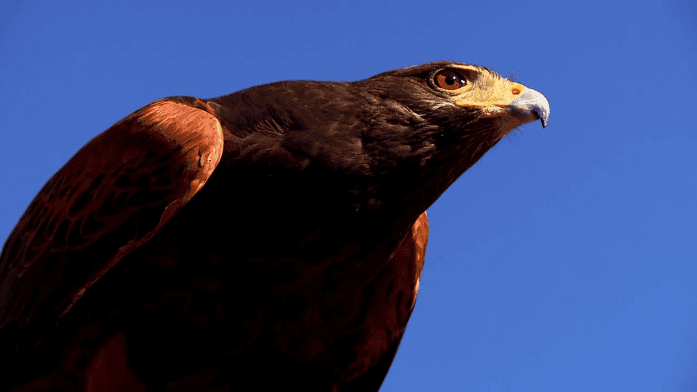 Falconry is practiced on all continents and falconers worldwide have passed along their knowledge and skills for nearly 200 generations. (Photo: WLOS)