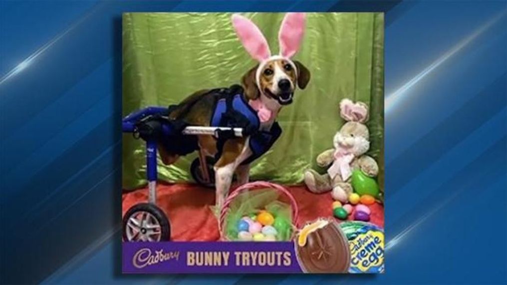  Lieutenant Dan was announced as the winner of the 2020 Cadbury Bunny contest. (Photo: Cadbury USA)