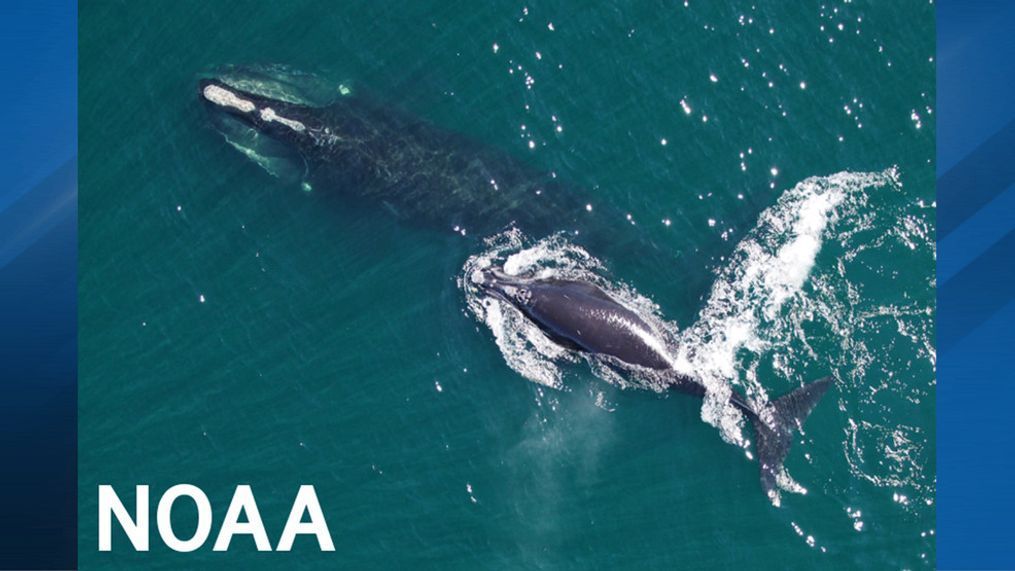 A North Atlantic right whale mother and calf. (Image credit: NOAA Fisheries)