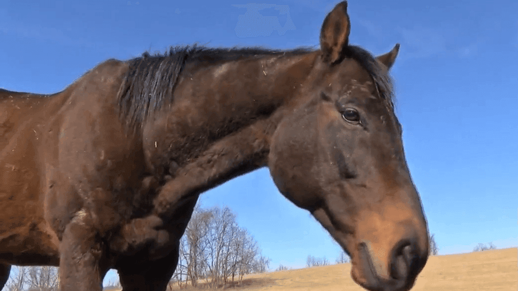 Saved from slaughter: Racehorse finds forever home in Virginia (WCYB)