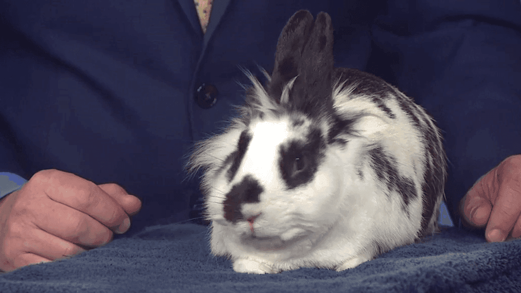 Thinking about gifting a bunny for Easter? Consider buying a chocolate one instead (KOMO)