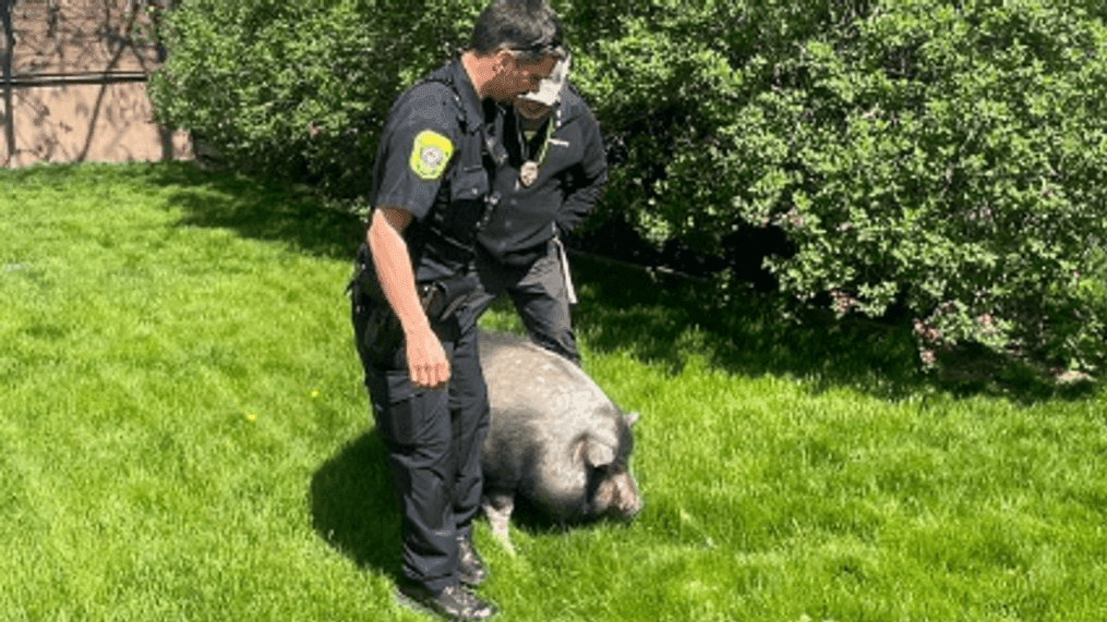 300-pound potbellied pig escapes enclosure, lured home with fruit snacks (GBPD)