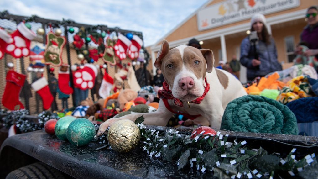 Adoptable dogs at Best Friends Animal Society in Kanab enjoyed an annual tradition of choosing their own toys for Christmas. (Photo:{&nbsp;}Best Friends Animal Society)