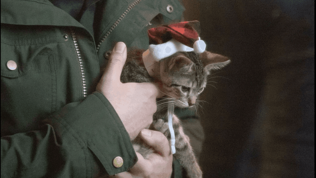 {p}FILE - A kitten in a Santa hat during the holidays. (Jimmy Bernhard, KOMO News){/p}