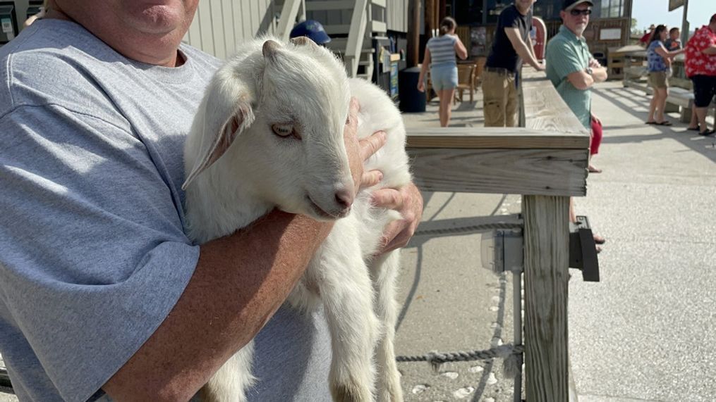 A baby goat is carried onto Goat Island in Murrells Inlet.{&nbsp;} (WPDE/Amanda Kinseth)