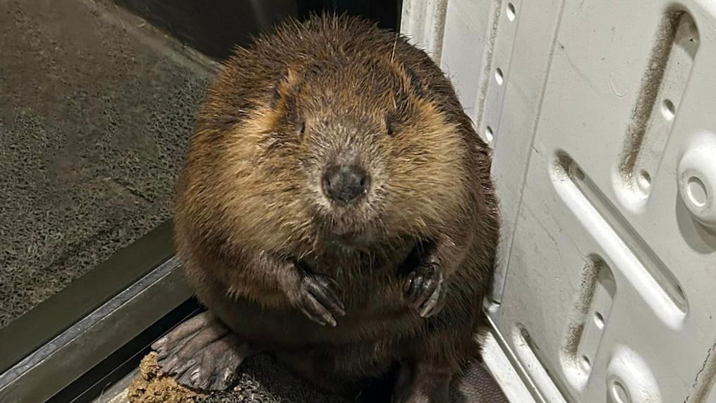 Police capture beaver roaming streets of Maine (Photo: Brunswick Police Department){&nbsp;}