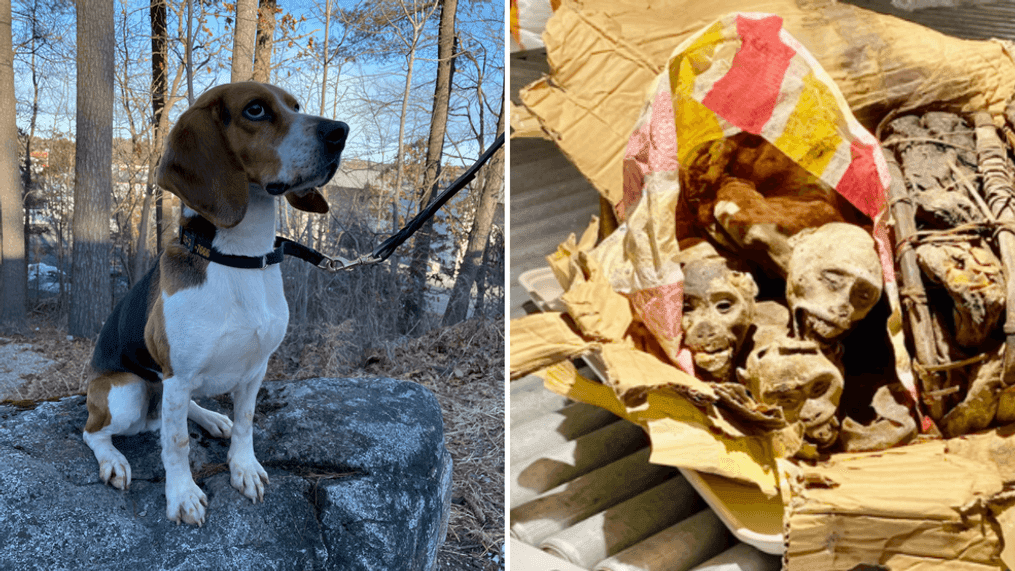 Border protection K9 sniffs out smuggled mummified monkeys from Congo at Boston airport (CBP){&nbsp;}