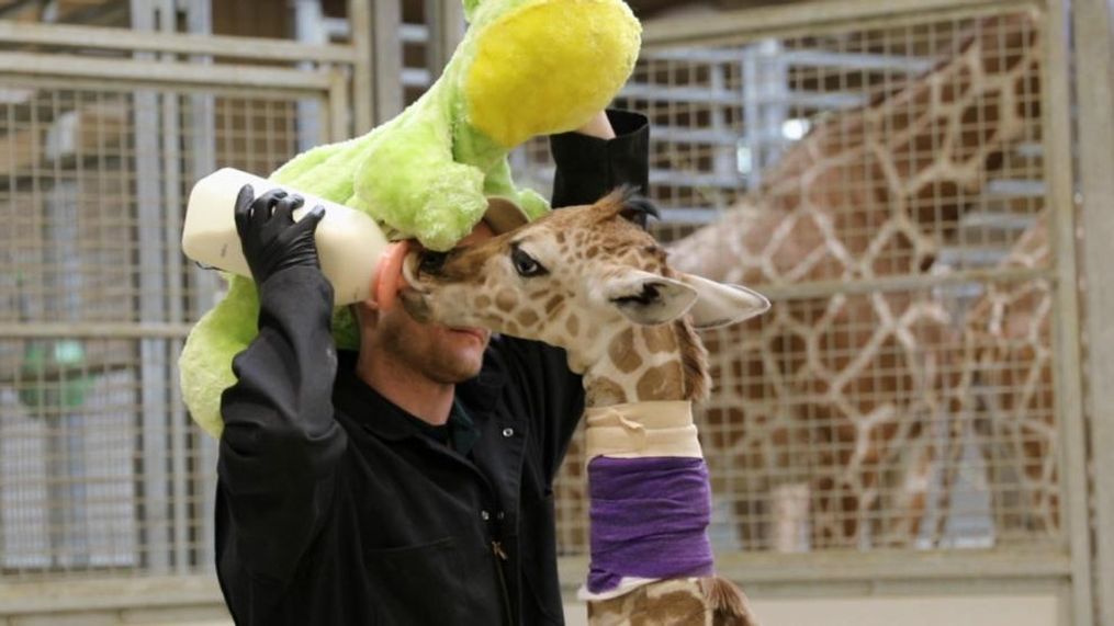 A giraffe calf, born on March 19, 2023 at Omaha's Henry Doorly Zoo & Aquarium, poses for a picture. (Omaha's Henry Doorly Zoo & Aquarium)