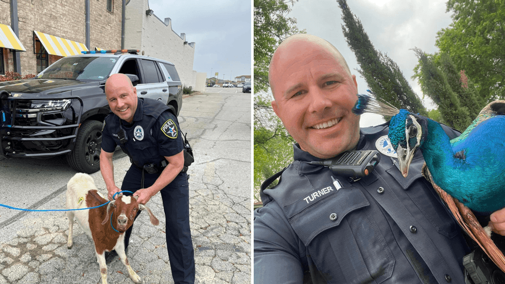 Officer Turner with the Irving Police Department catches a goat and peacock on April Fools' Day (Irving Police Department){&nbsp;}