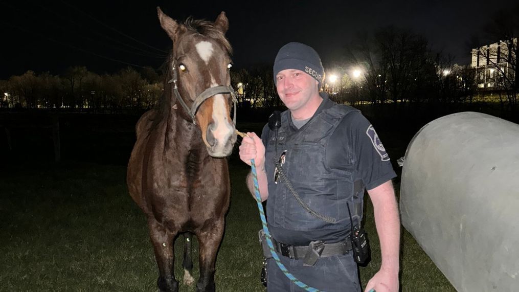 A handful of naughty horses were caught on campus at Virginia Tech after escaping their pasture Thursday night. (Virginia Tech Police)