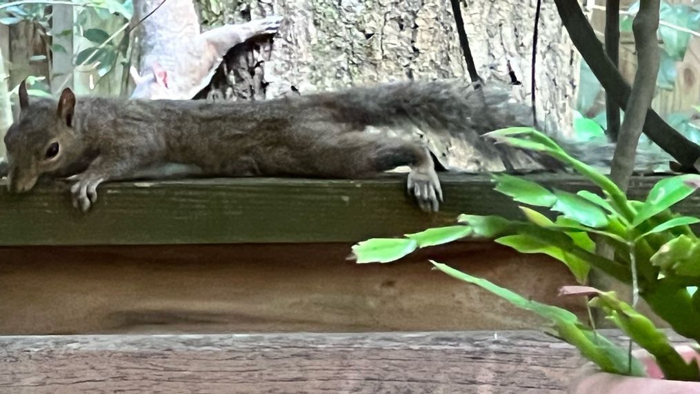 Splooting squirrel trying to cool off from extreme heat in the U.S. (Photo: Victoria Spechko)