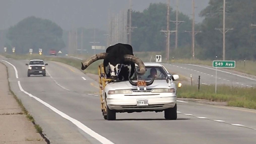 FILE - This photo provided by News Channel Nebraska, a Watusi bull named Howdy Doody rides in the passenger seat of a car owned by Lee Meyer on Wednesday, Aug. 30, 2023 in Norfolk, Neb. (News Channel Nebraska via AP)