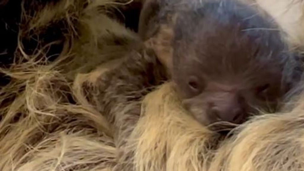 Meet Cincinnati Zoo's newest addition: Lightning the sloth welcomes adorable baby (Photo: Cincinnati Zoo)