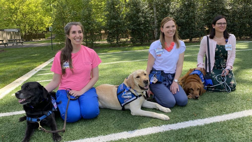 Bartley, Moo, and Jeremiah at their recent ceremony at Inova Fairfax Hospital in Virginia, where they were promoted from facility dogs to chief comfort officers. (Photo: Jay Korff/WJLA){p}{/p}