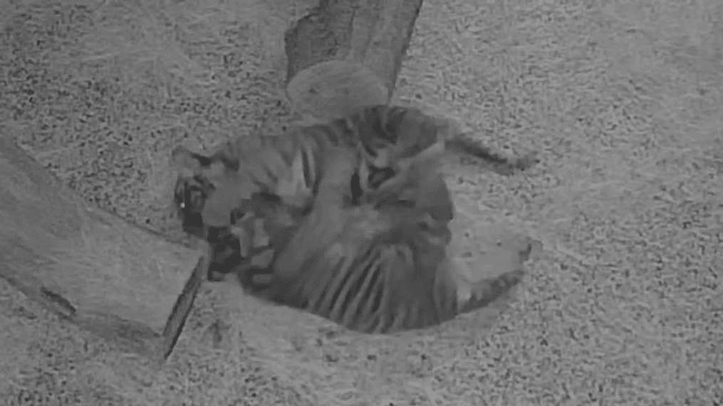 Tiger cubs at Nashville Zoo caught wrestling overnight (Screenshot courtesy Nashville Zoo)