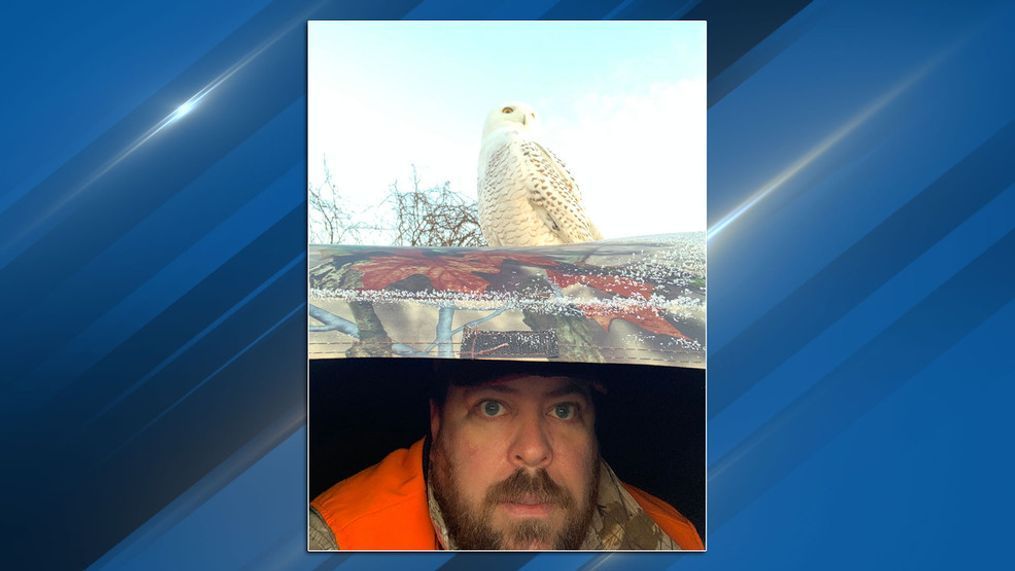 A snowy owl is perched on top of a hunter's blind Nov. 23, 2021, in Menominee, Mich. (Photo submitted to WLUK by{&nbsp;}Ben Erickson)