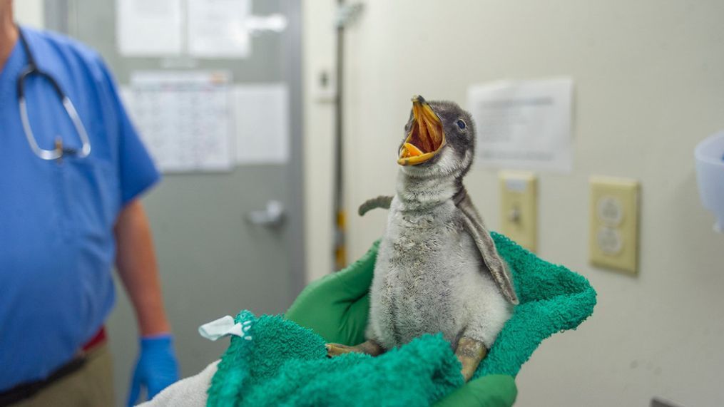 The Tennessee Aquarium's four-day-old Gentoo Penguin chick weighs just 253 grams.{&nbsp;}(Tennessee Aquarium photo)