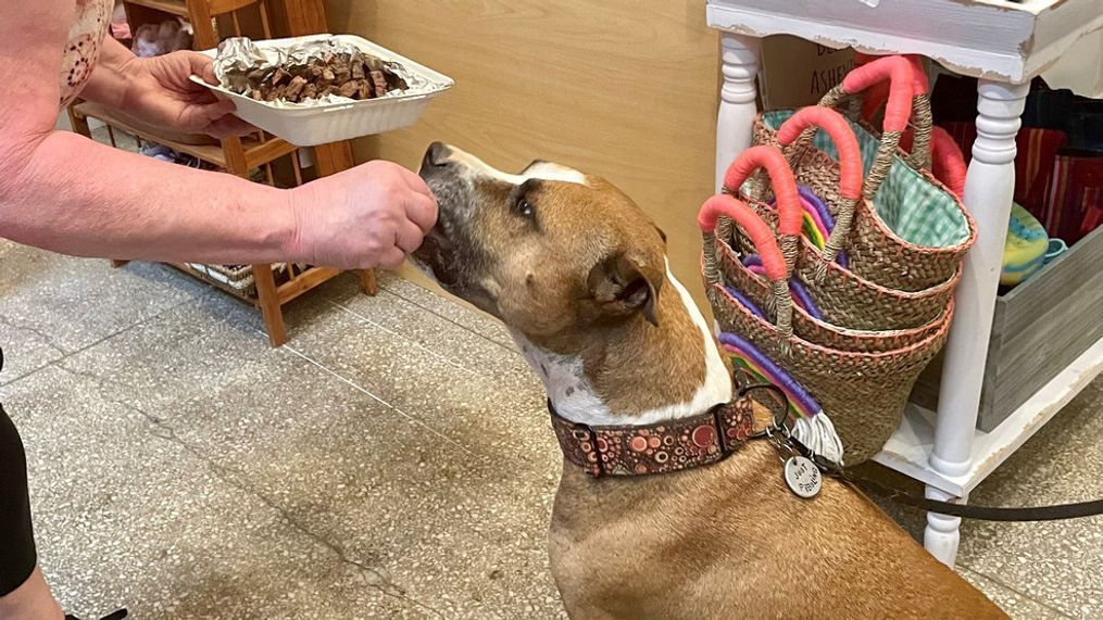 Theo the pit bull is fighting a cancer diagnosis and his dog mom, animal behaviorist Trish McMillan from Madison County, NC, wants to spoil him with a little adventure while he can still enjoy it. (Photo credit: WLOS Staff)