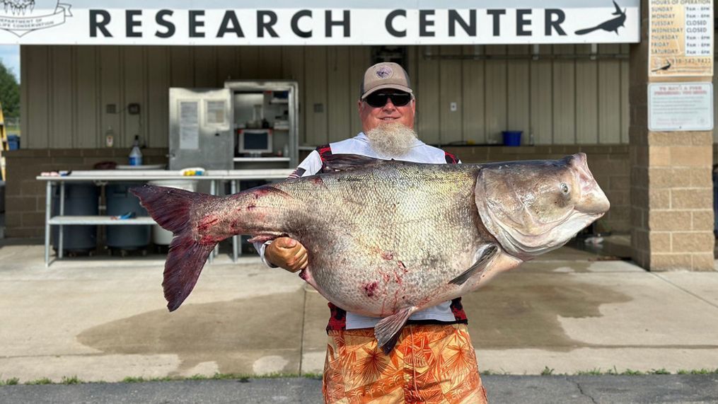 The Oklahoma Department of Wildlife Conservation has asked anglers to capture invasive bighead carp from Grand Lake. (Photo: Oklahoma Department of Wildlife Conservation)