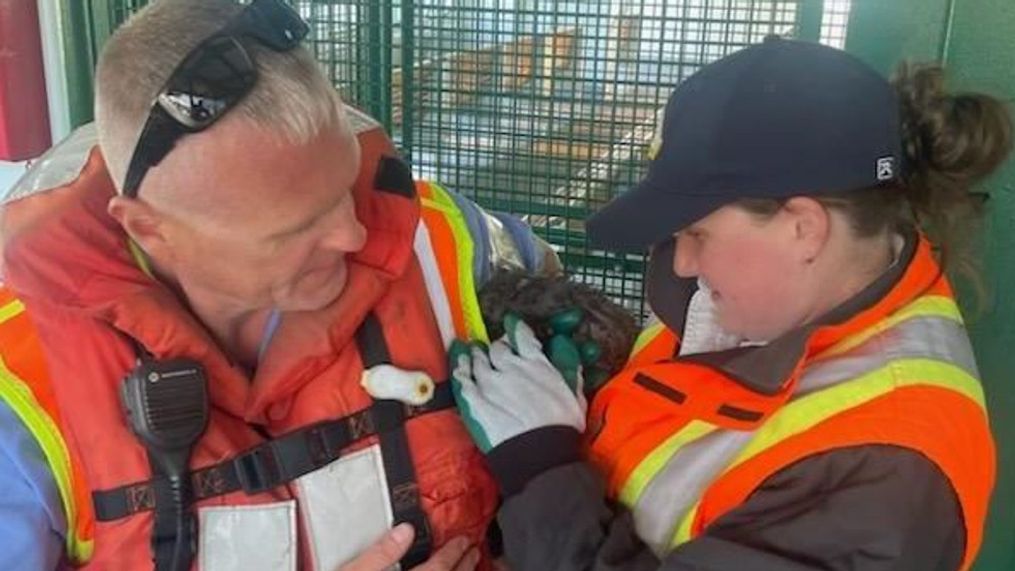 This photo shows crew members from Washington State Ferries rescuing a kitten from drowning in Kitsap County on July 26, 2023. (Courtesy: WSF)