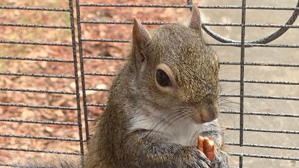 FILE - In this June 2019 file photo released by the Limestone County Sheriff's Office, a squirrel is shown in a cage, in Ala. (Limestone County Sheriff's Office via AP, File)