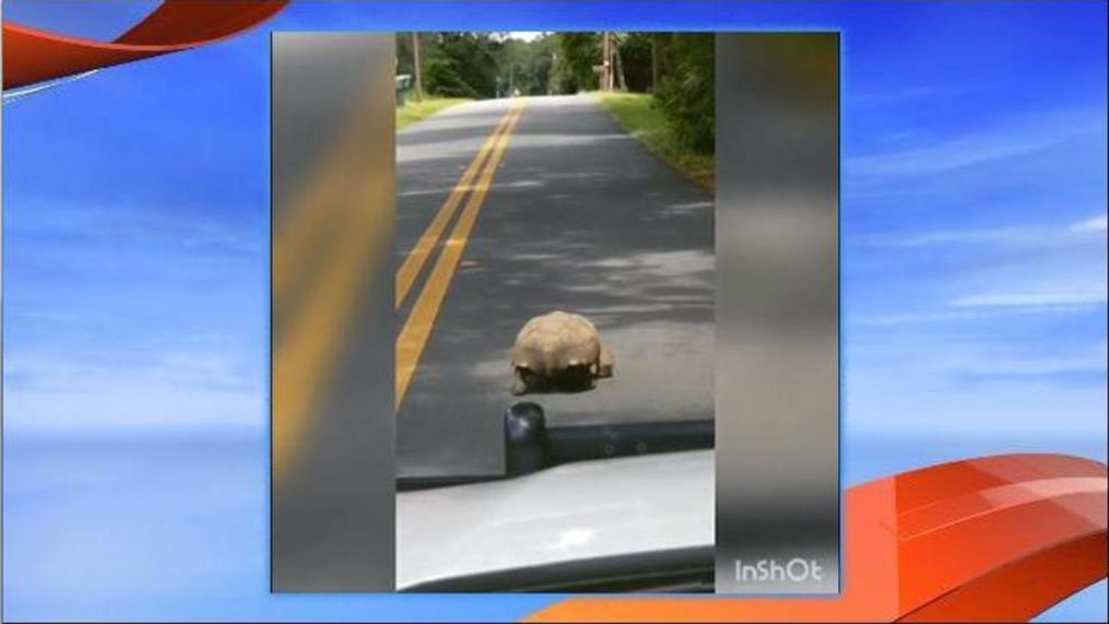 Deputy encounters a slow-moving tortoise in the middle of the road. (Marion County Sheriff's Office)