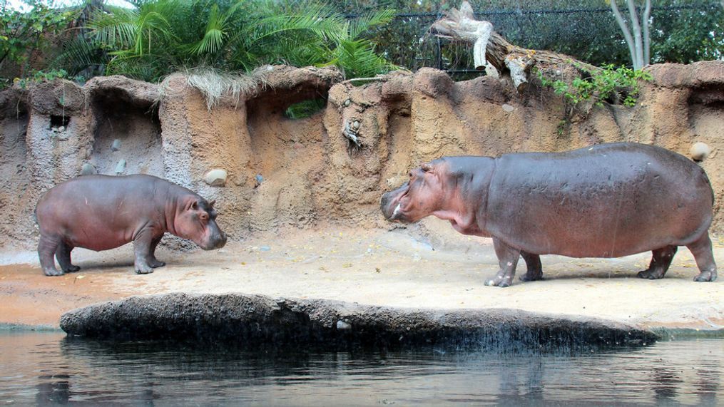 Timothy and grandma Uma at the San Antonio Zoo. (Photo courtesy San Antonio Zoo)