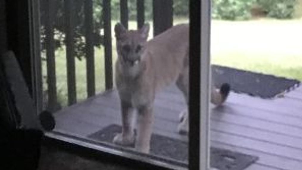 "We first saw this cougar 3 days ago. We have seen it every day since, walking around the yard and coming to the sliding glass doors and looking at us," said Jeremy Orcutt, who lives on Salal Drive in Dunes City. "We called Fish and Wildlife and they said it was a juvenile and would probably move on. Said be careful and use pepper spray and whistles. Be careful with children and small pets."