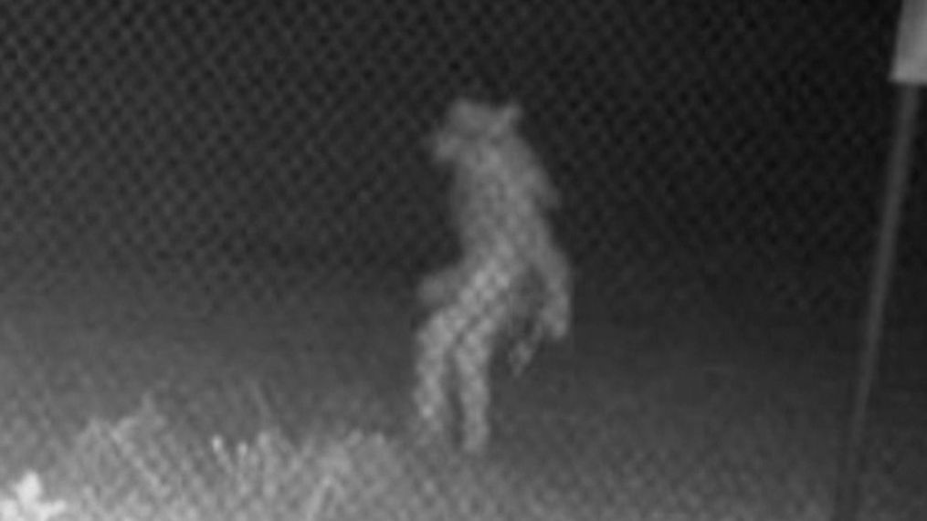 What is behind the legend of chupacabra? It's known to kill livestock and its name is translated as “goat sucker.” There was speculation one of these creatures was captured on camera lurking outside the Amarillo Zoo in June 2022. Back in 2007, a hairless dog-like body was found on a ranch in Cuero, Texas and captured the attention of many. A team over at Texas A&M decided it was time to study the cryptid. (KEYE)