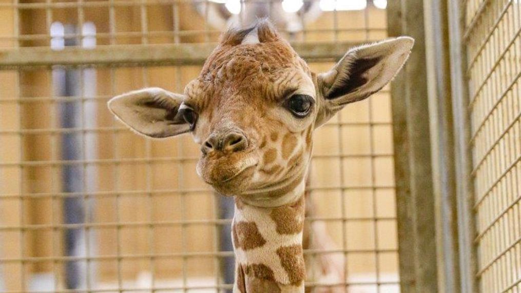 Oh, baby! Zoo in Nebraska welcomes female giraffe calf (Photo:{&nbsp;}Henry Doorly Zoo and Aquarium){&nbsp;}{br}