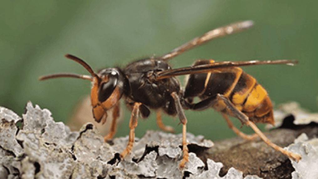 Invasive yellow-legged hornet discovered for first time in US (Courtesy: Georgia Department of Agriculture)