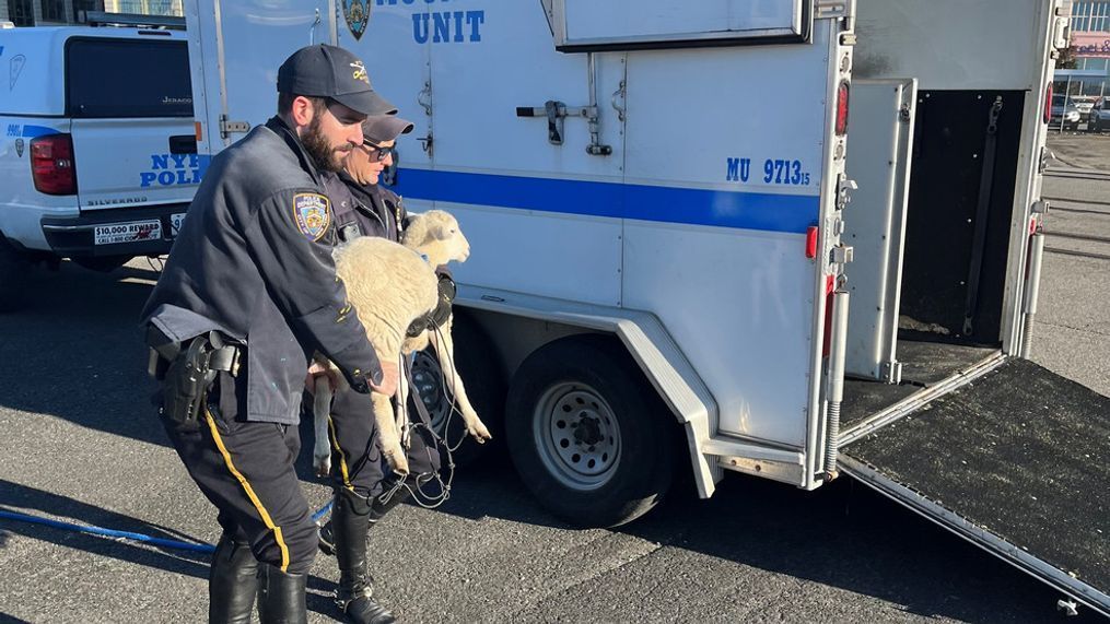 NYPD_SHEEP_2.jpeg