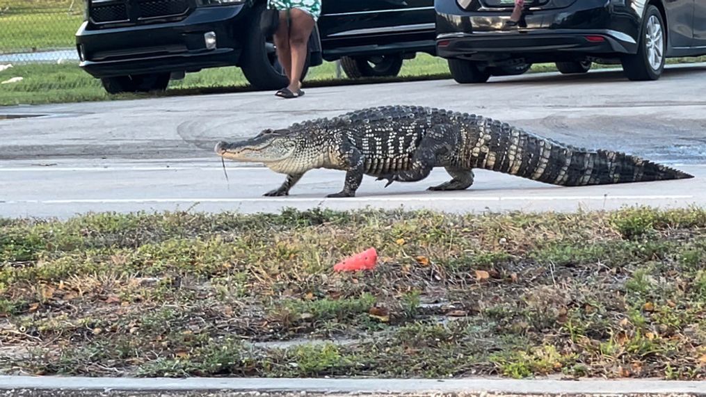 WPEC was at the scene capturing video of the gator weaving in and out of traffic and onlookers. (WPEC)