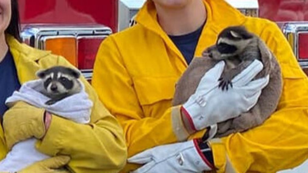 Authorities in Utah say eight baby raccoons were rescued from a construction site. (Photo: Morgan County Fire & EMS)