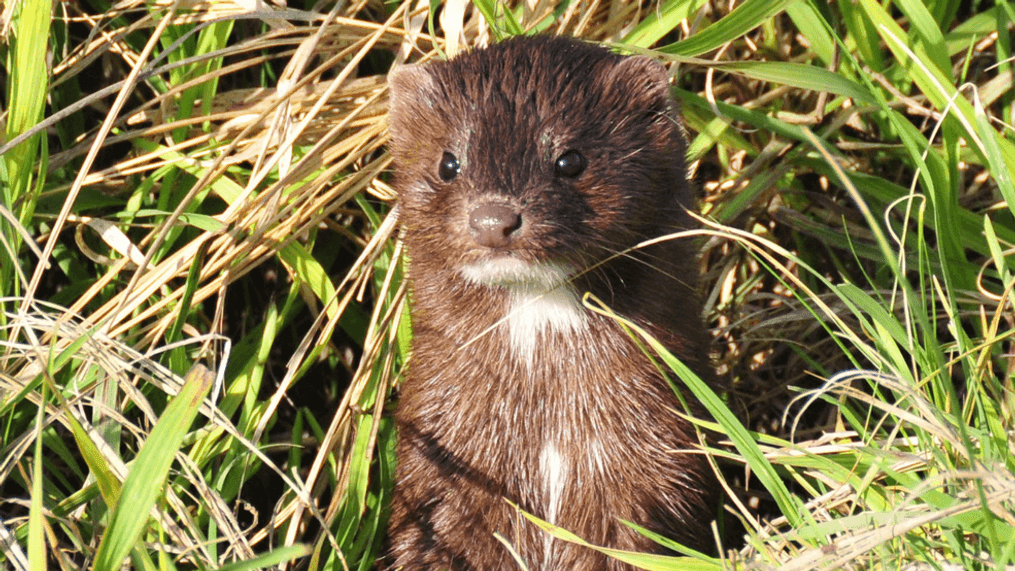 FILE - A mink observed on Lacreek National Wildlife Refuge. (Photo: U.S. Fish and Wildlife Service)