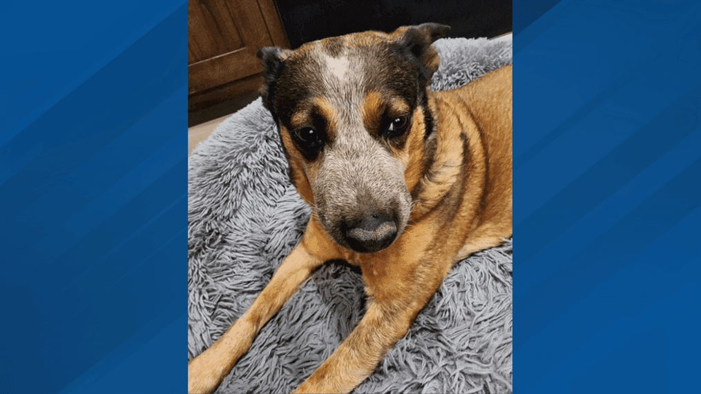 Ruby, a 10-year-old Australian Cattle Dog, is pictured on Tuesday, June 27, 2023 after getting bitten by a rattlesnake in her yard in Eagle Mountain, Utah. (Photo courtesy Justin Hardwick)