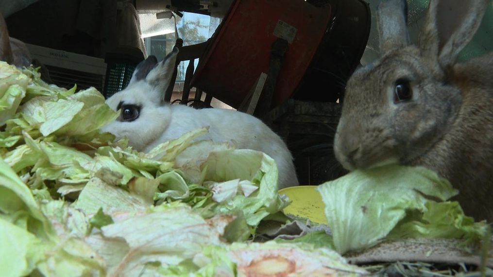 Some of Roger Henry's rabbits (KTUL)