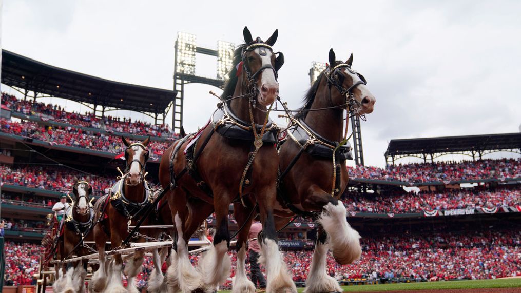 Budweiser Clydesdales make their way around Busch Stadium as part of the opening day festivities before the start of a baseball game between the St. Louis Cardinals and the Pittsburgh Pirates Thursday, April 7, 2022, in St. Louis. (AP Photo/Jeff Roberson)