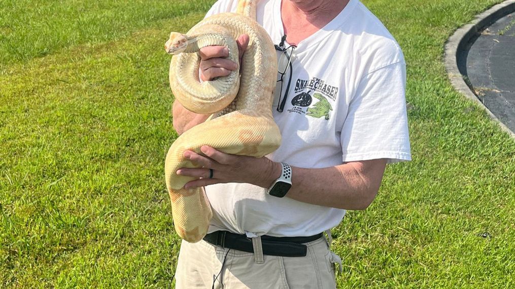 Snake Chaser Russell Cavender stopped by WPDE to show us the 8-foot boa constrictor he pulled from a car at Beach Automotive in Myrtle Beach. (Credit: Courtney Rowles/WPDE)