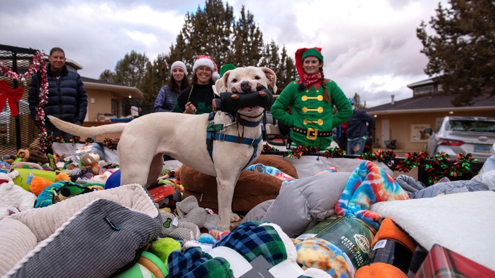 Roughly three dozen sanctuary dogs woke up to a sleigh of toys this Christmas thanks to a tradition almost four decades old. Dec. 25, 2021. (Photo: Courtesy of Best Friends Animal Society)