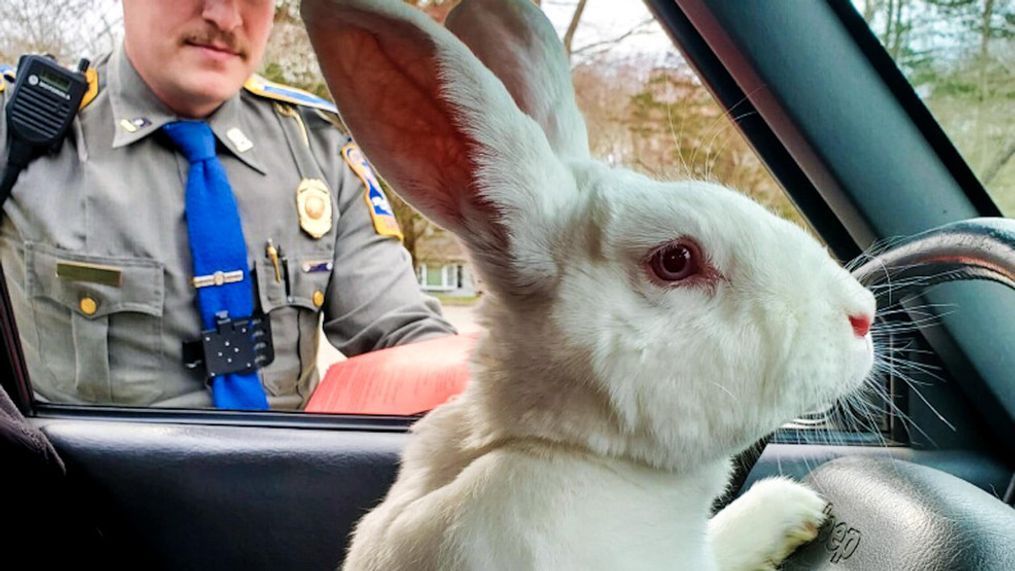 The Easter Bunny explains to Connecticut state troopers that he was trying to get a head start on deliveries for the holiday. (Photo: Connecticut State Police)