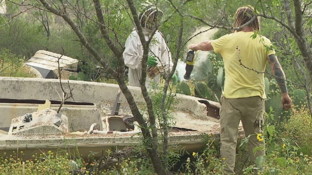 Walter Schumacher, known as the Bee Czar, spent Thursday relocating a massive beehive after a man was stung 400 times.{&nbsp;}(SBG Photo)