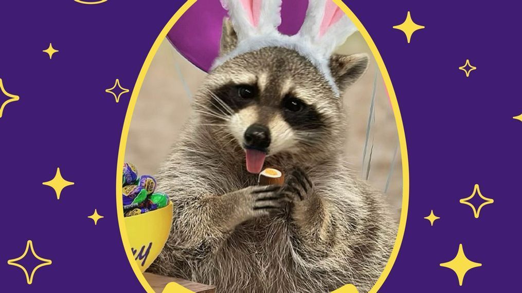 Louie from Miami, FL is the first-ever raccoon rescue to be crowned the Cadbury Bunny (The Hershey Company){&nbsp;}