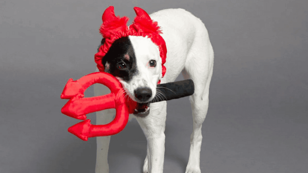 Prince of Barkness costume by BARK. (Photo: BARK){&nbsp;}