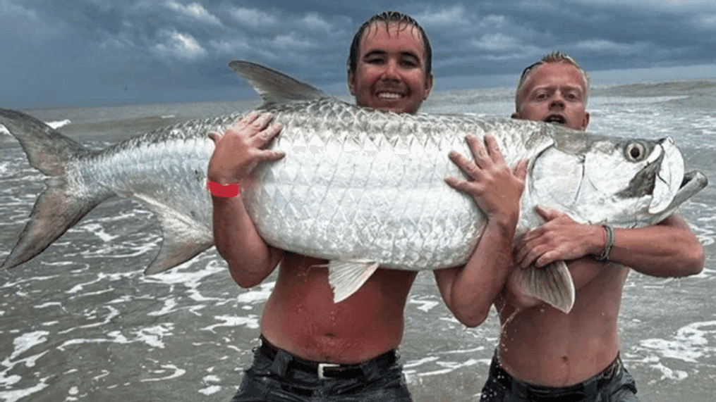 Anglers reel in trophy tarpon off South Carolina pier (Charleston County Parks)